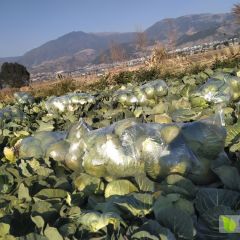 西昌优质无公害甘蓝