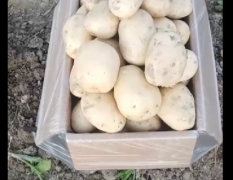 德宏州土豆欢迎采购