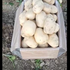 德宏州土豆欢迎采购