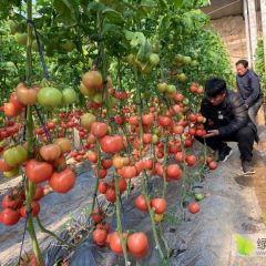 价格3块钱左右 具体看西红来谈