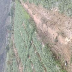 版纳甜王，欢迎购买