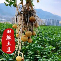 供应小土豆各种规格大小