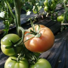 种优质品种做良心产品