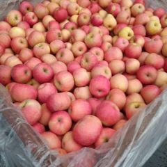 山东烟台红富士苹果