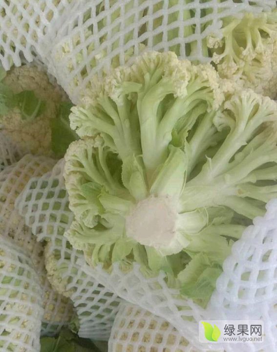 中国花菜第一镇 张港镇菜花 菜花价格行情 蔬菜商情网