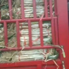 万荣长白大葱（阳角葱，芽葱）