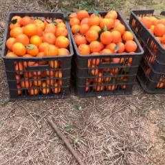 广西沃柑水果批发