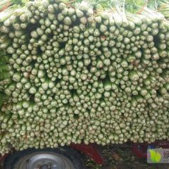 春季西芹大量上市中