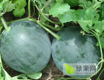 黑皮无籽价格