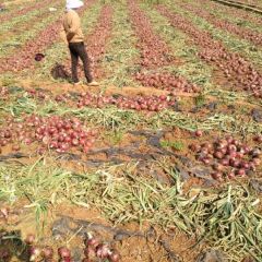 生长于彩云之南红土高原弥勒市朋普镇的无公害 不施膨大剂的红皮洋葱 成