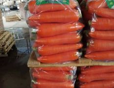 精品胡萝卜长期供应及代收