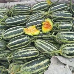 供应山东潍坊博洋9甜瓜 产地直销