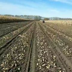 出售黑龙江讷河优质荷兰土豆