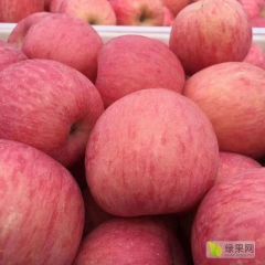 大量供应精品冷库红富士苹果