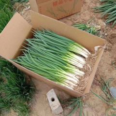 优质新鲜小葱