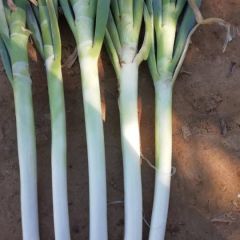 日本大葱 保质保量 价格低廉