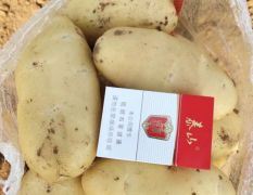 山东肥城土豆大量供应，荷兰十五土豆山东土豆