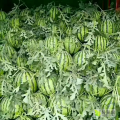商丘夏邑瓜果蔬菜合作社