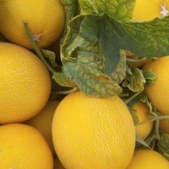 山东省聊城市莘县大量供应带纹瑞红