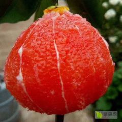 中华红大量供应 农户一手货，口感甜