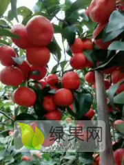 桂林永福砂糖橘马水桔沃柑