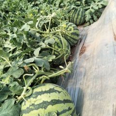 大棚直播美都西瓜