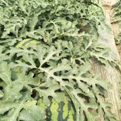 精品大棚直播美都麒麟西瓜