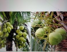 海南高品种青椰，毛椰，椰皇，椰青