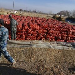 黄洋葱我最牛，4000吨良心出售