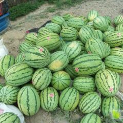 甘肃靖远旱砂田硒砂瓜籽瓜上市，政企联合公众号发布