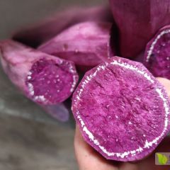 求购紫罗兰、凌紫红薯