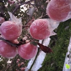 山西临猗县优质冰糖心红富士苹果