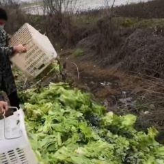 莴苣，直爽直销