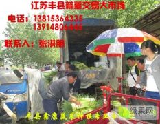 2020年江苏丰县优质蒜苔大量上市