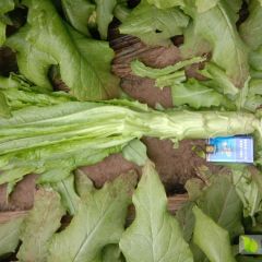 莴苣大量上市，青皮尖叶绿肉营养育。