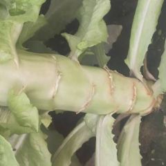 香河莴苣 我镇长期种植莴苣 各种蔬菜 菠菜