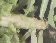 香河莴苣 我镇长期种植莴苣 各种蔬菜 菠菜