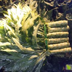 香河县500户镇精品莴笋大量上市有