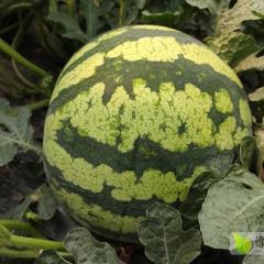 大量无仔西瓜出售