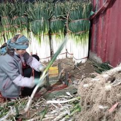 章丘长白芽葱铁杆净葱