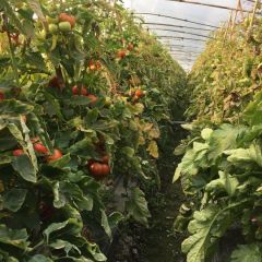 自己种植的番茄批发