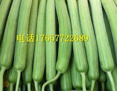 河南省濮阳市鲜花丝瓜大量出售丝瓜 鲜花丝瓜，丝瓜