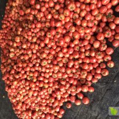 山东省淄博市春季西红柿开始上市