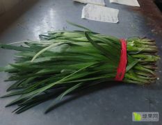 韭菜精品大棚韭菜，干净，