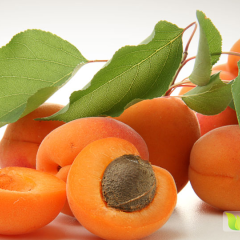 山杏香椿山东嘉祥杏子种植基地