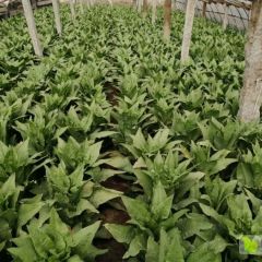 青皮尖叶莴苣大量上市