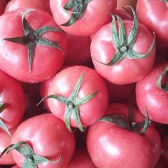 辽宁省北票市硬粉西红柿大量上市中