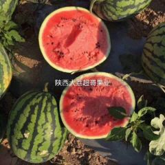 缅甸甜王，口感脆甜，声音亮，皮毛亮，大量供应中