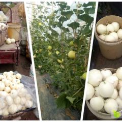 早雪甜瓜 哈密瓜 博洋九号 绿宝石全国代收