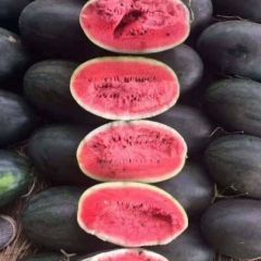 大量求购甜王、无籽西瓜